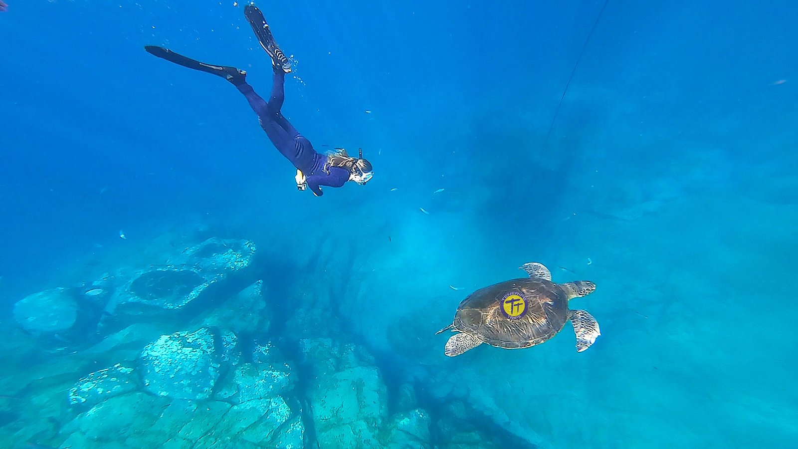 Snorkeling Tenerife & Kayaking, get face to face with sealife.