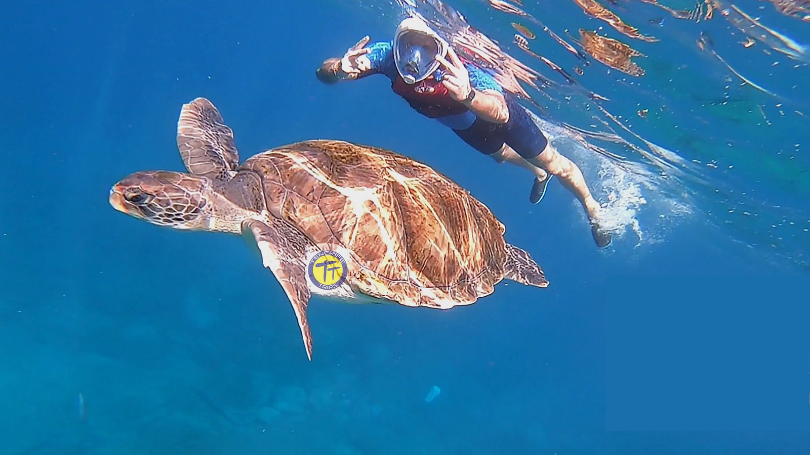 Snorkeling Tenerife & Kayaking, get face to face with sealife.
