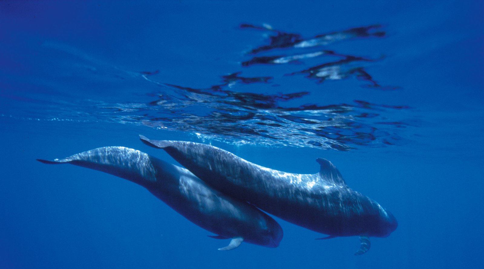 boat trip tenerife tenerife boat trips online daily offers for whale and boat trip tenerife tenerife boat trips online daily offers for whale and