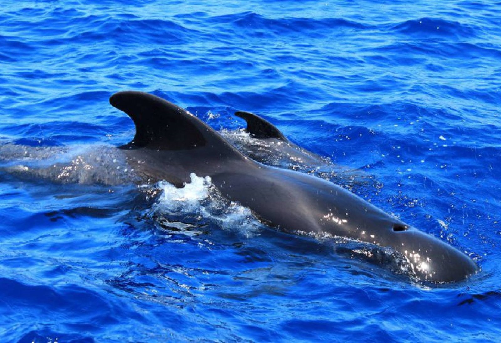 boat trip tenerife whales in tenerife boat trips and all other excursions boat trip tenerife whales in tenerife boat trips and all other excursions