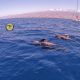Avistamiento cetáceos Tenerife