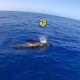 avistamiento de ballenas Tenerife
