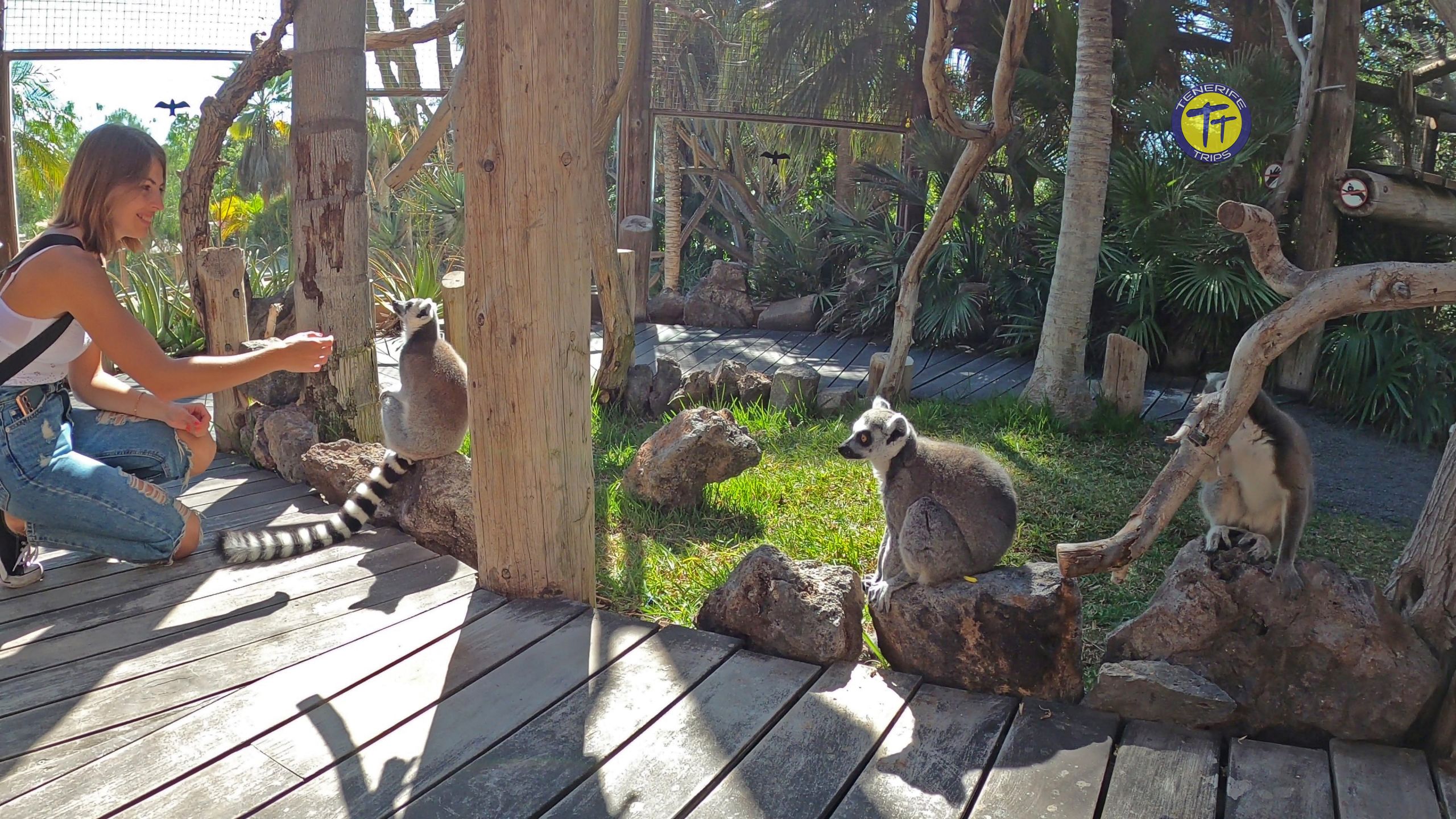 jungle-park-tenerife-visit-one-of-the-best-theme-parks-of-the-island