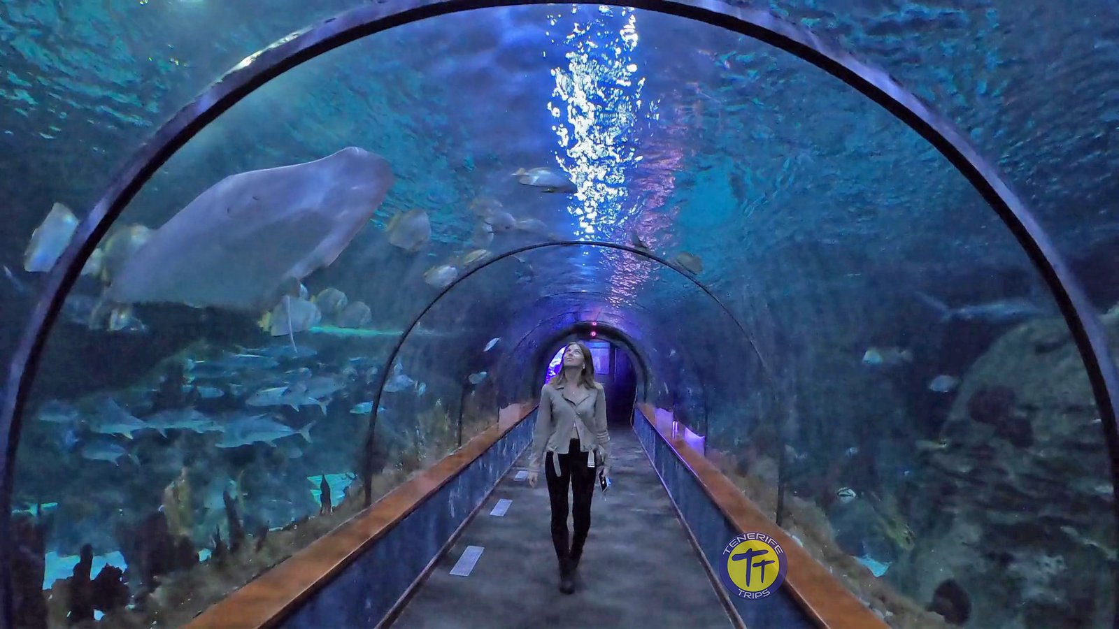 Loro Parque, online booking for the best zoo in the world